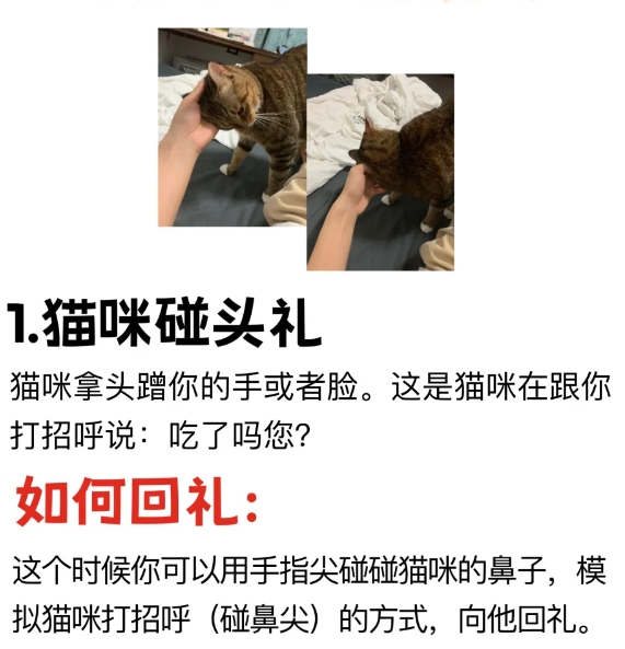 猫界礼仪；猫咪每天都在对你行大礼。

其实猫咪每天都在对你行大礼，你却视而不见！