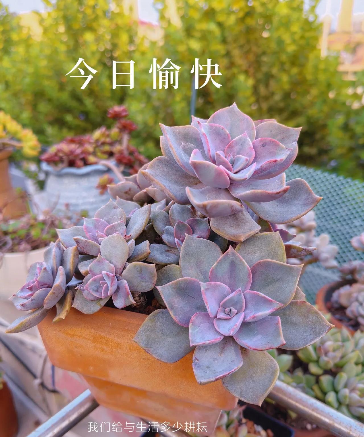 好多快乐是多肉给的，今天最大的惊喜属于初恋。
肉友们是否早把初恋放弃了？作为古老