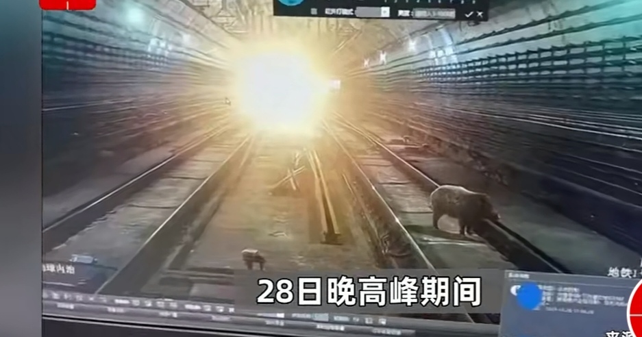 南京地铁隧道内出现野猪，年关将至它们也想搭顺风车？