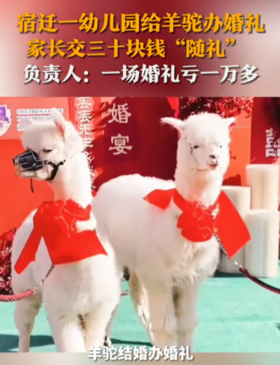 11月29日，江苏宿迁，女子接到儿子幼儿园喜帖，说幼儿园要给2只羊驼举行婚礼，要
