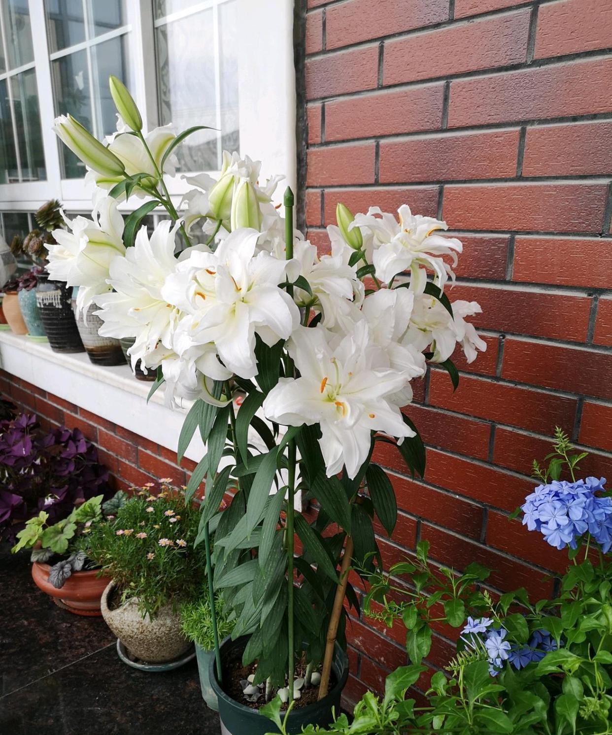 立秋过后，就是适合养百合花的季节了，你喜欢百合花吗？给大家介绍一种非常漂亮的重瓣