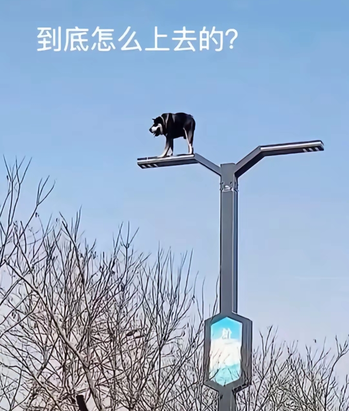 到底是怎么上去的呢