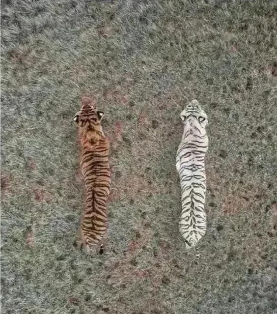 老虎毛虫之王，古人称大虫

                          