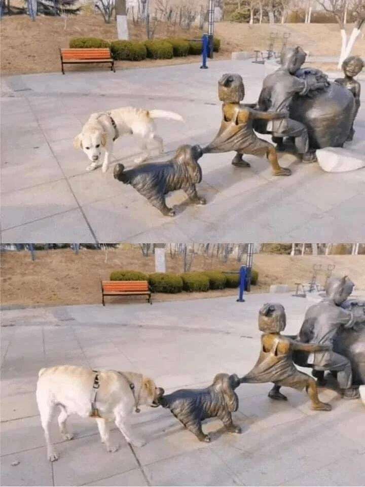 狗狗：我也来帮个忙