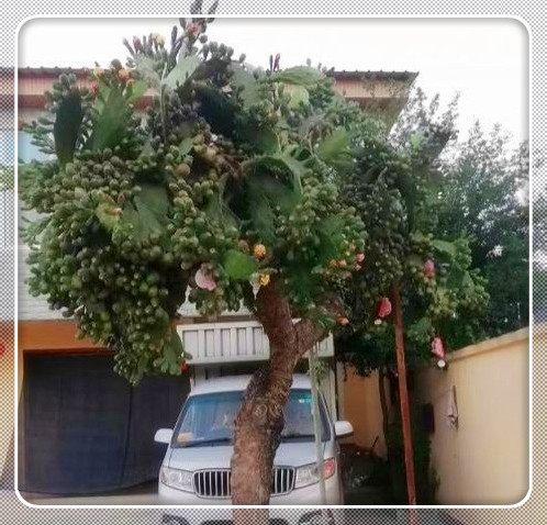有人吃过仙人掌的果子吗？好不好吃？