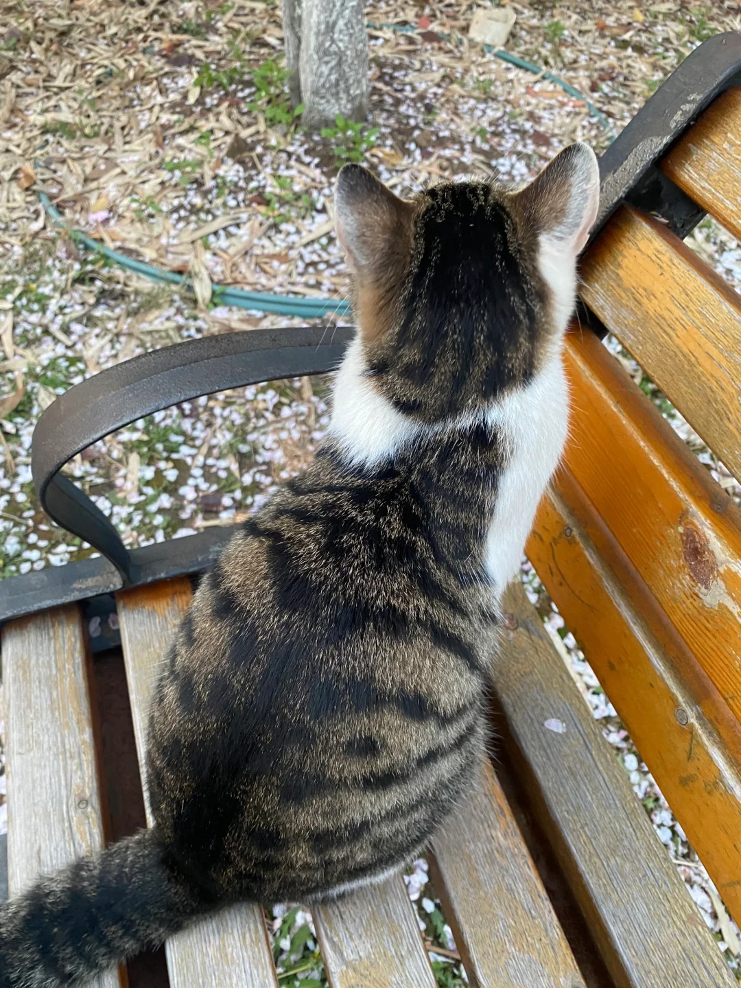 妈妈问我在学校都跟谁玩 7.0 我：