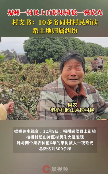 福建福州，大妈早上到果园发现自己种植六七年的三百棵龙眼、荔枝树，一夜之间全被砍光