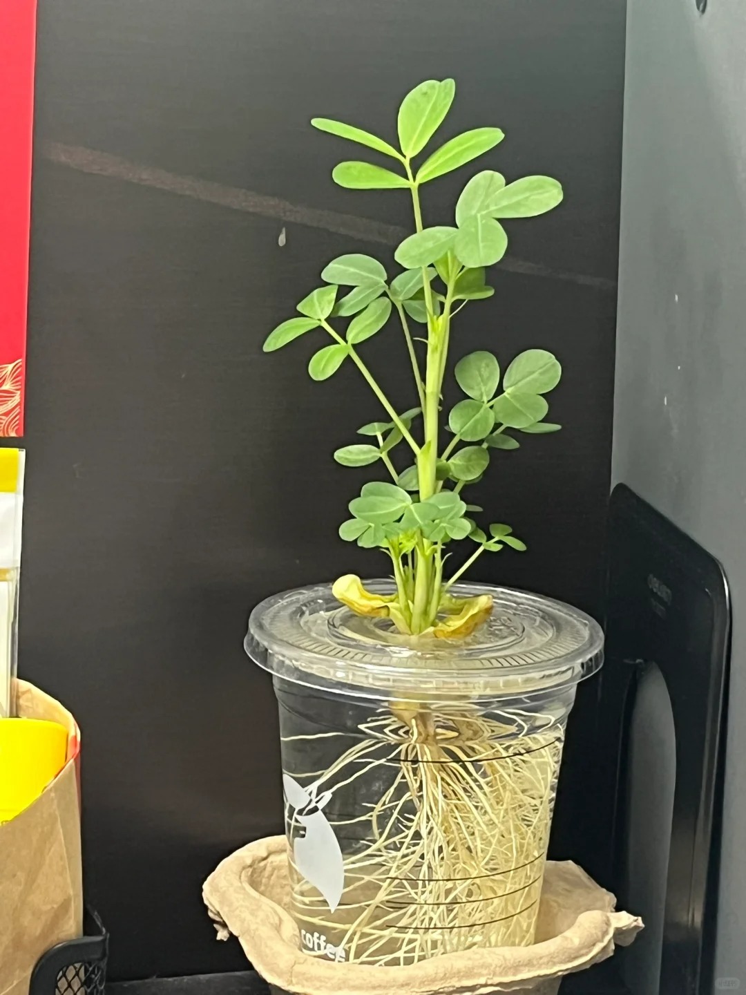 长大了我的“好事发生”