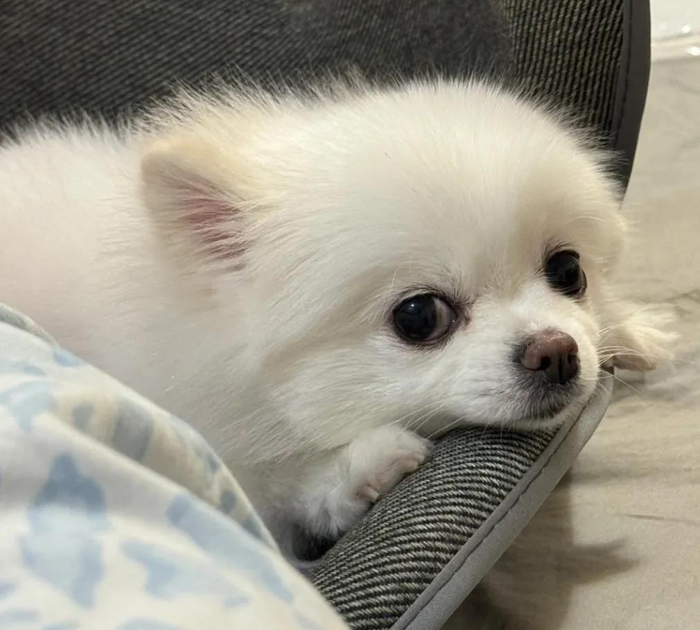 狗狗的六大心愿，你满足了吗？