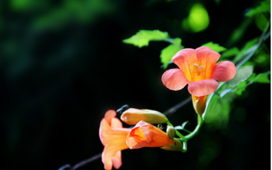 我的哥哥恨我，恨到要我去死，后来他如愿了，却又在零度的海边跪求我回来