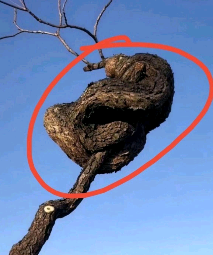 在果园看到一棵树，上面好像盘卷着一条大蟒蛇，在等待着果树开花结果的那一天。真感叹