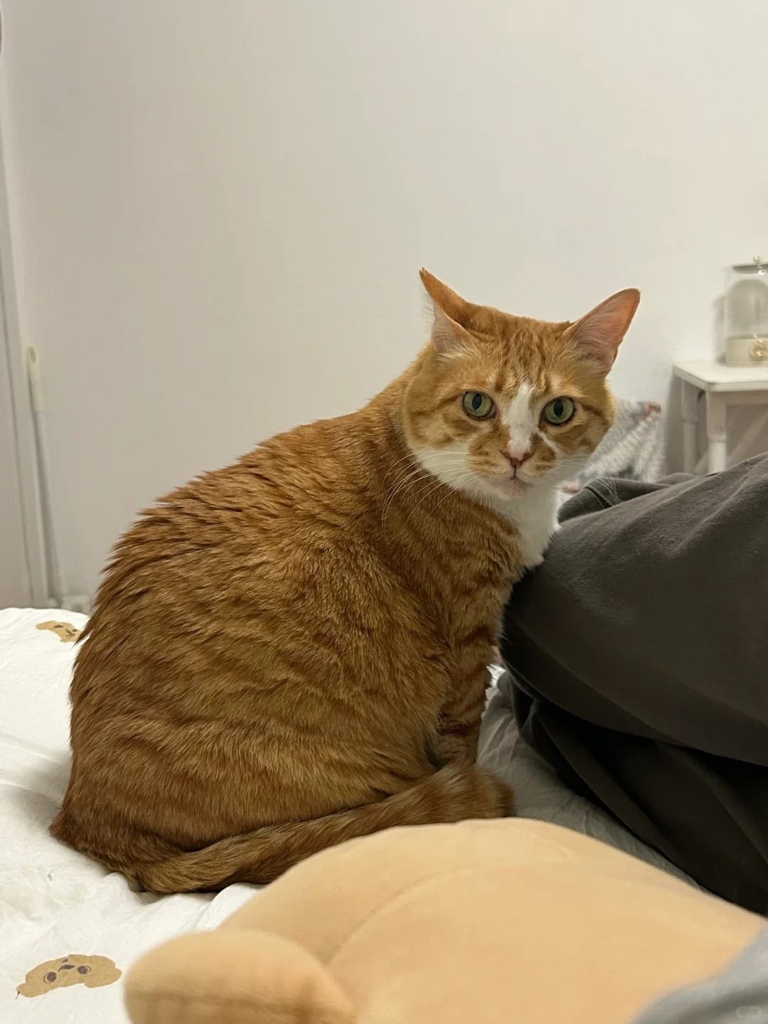 大郎，你在闻什么
狠狠检查我身上的猫味