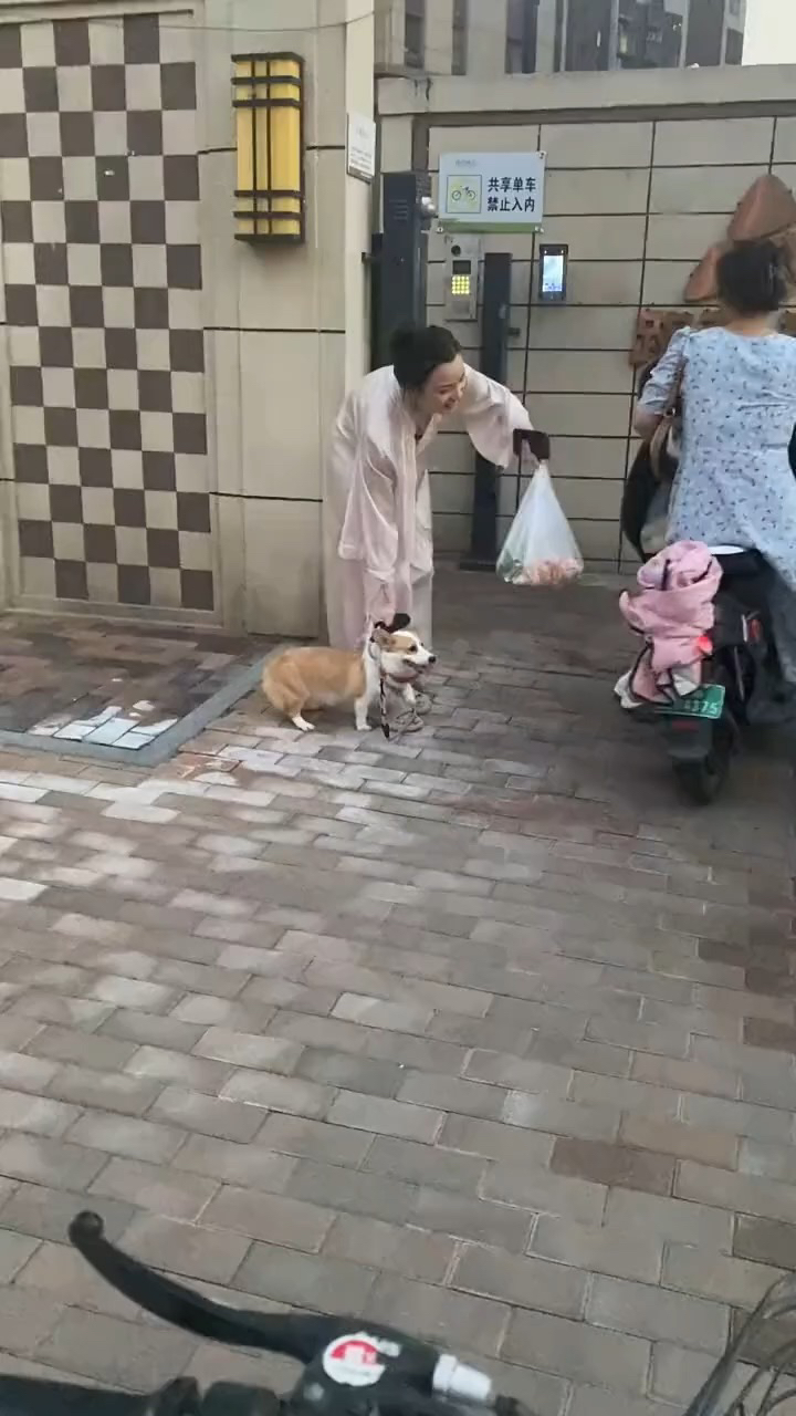狗真的好白！