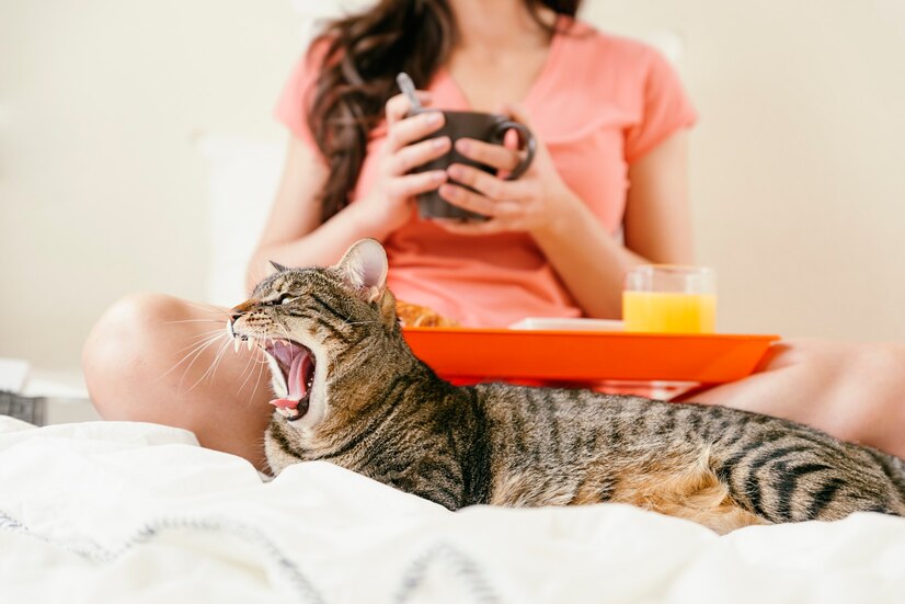 给猫咪剪指甲，听起来是一件简单的事，然而很多人却对此感到无比困惑和紧张。记得第一