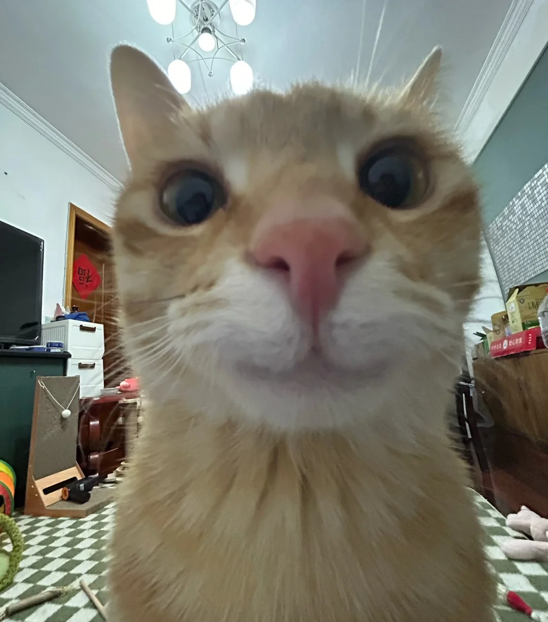 祝小猫警官生日快乐
小猫警官今天一周岁啦！
和各位姨姨的相识是始于哪张照片呢？
