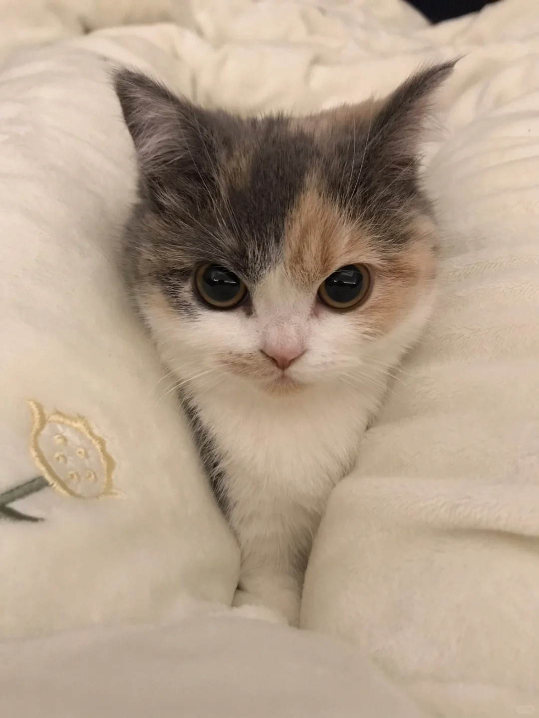 变成小大猫啦