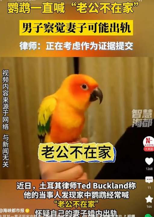 “老公不在家，快来快来”。大家知道吗？这是一只鹦鹉每天重复喊的话。它天天在家里反