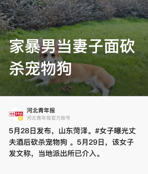 “敢动就砍死你！”山东菏泽，一名男子醉酒后，当着妻子的面，用刀猛砍一条柯基犬，足
