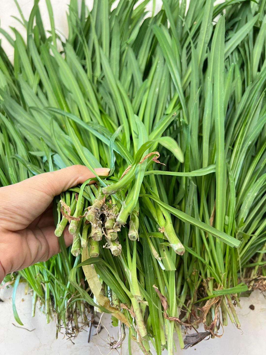 打野之 ‖ 求问这个是韭菜吗？
打野打了这么多韭菜，看到当地人也在割，但是和我平