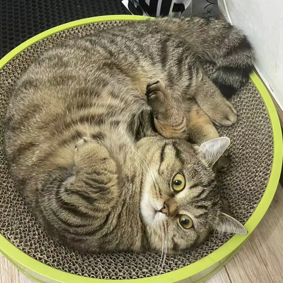 猫猫也是有花期的 噗噗两岁啦！
有时候也会害怕噗噗离开我的那一天
当下爱她陪伴我