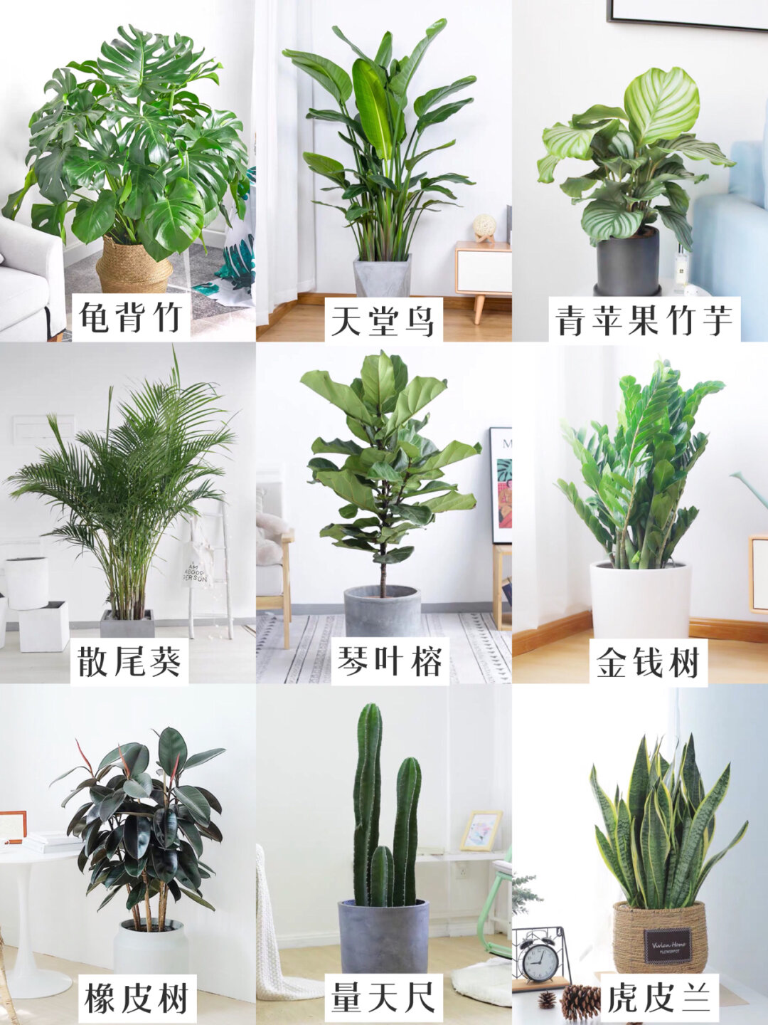 家居绿植｜9大网红绿植，好看又好养 


🌟 每次为新家挑选绿植时，我总是特别