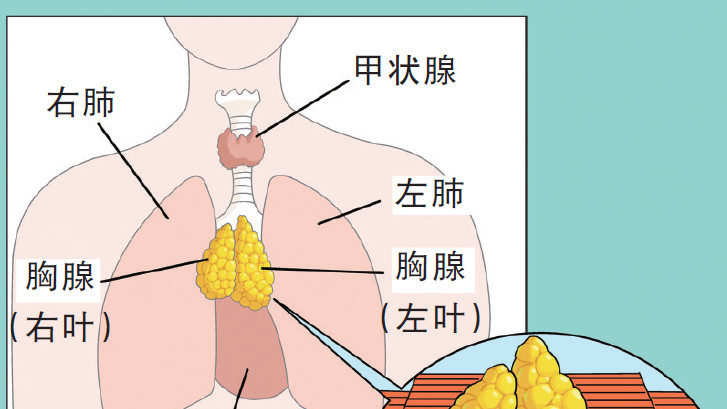 免疫细胞是怎么训练出来的