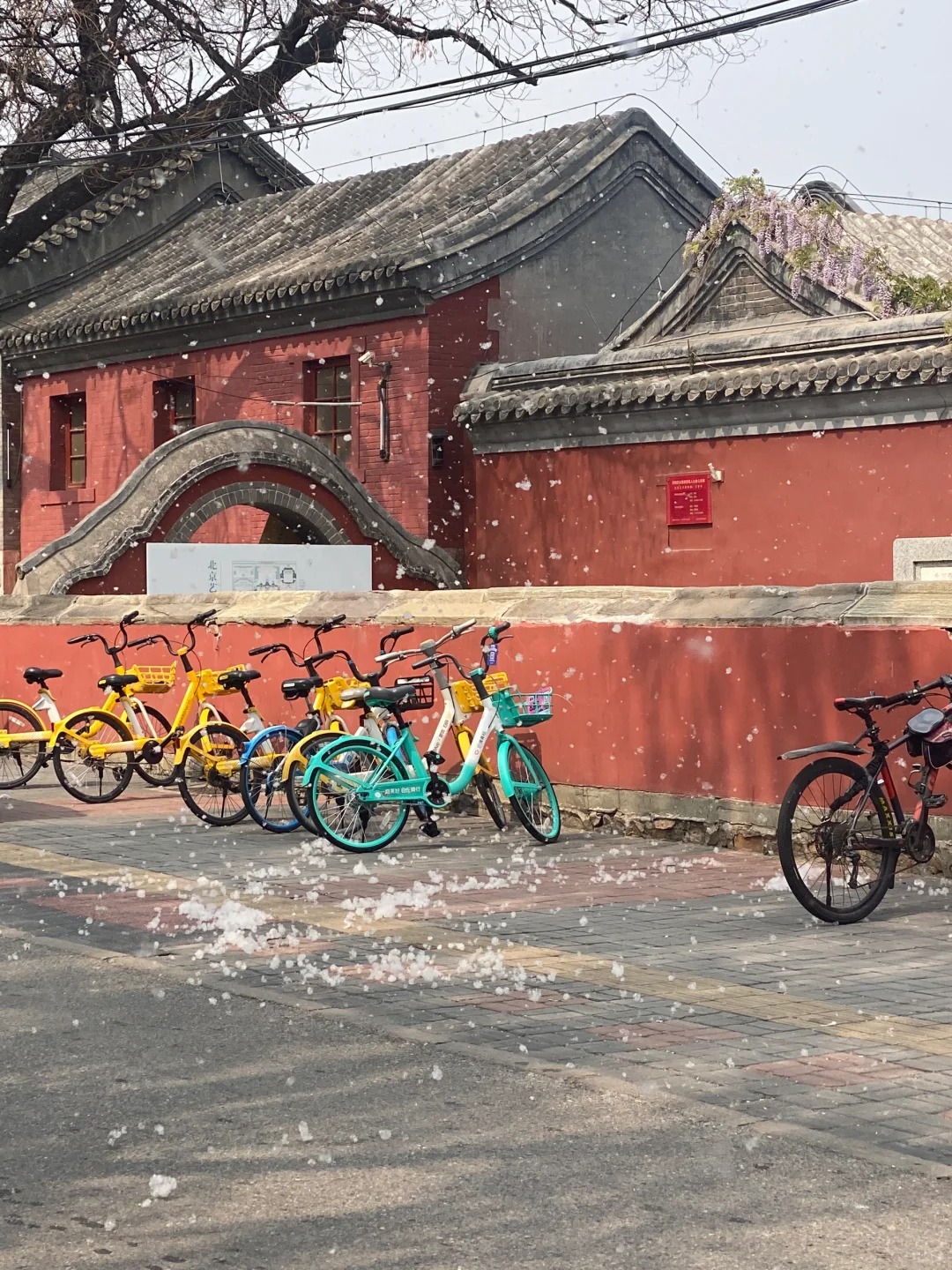 北京柳絮现状：这就是live图存在的意义吧！