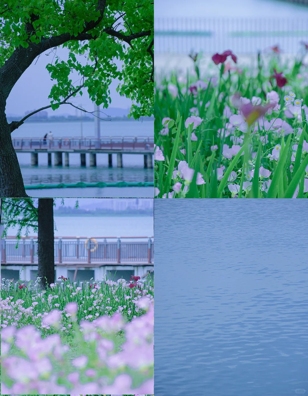 苏州 | 邂逅一片月见草花海 美丽似莫奈花园
#“我从没见过一朵花是简单的，
从