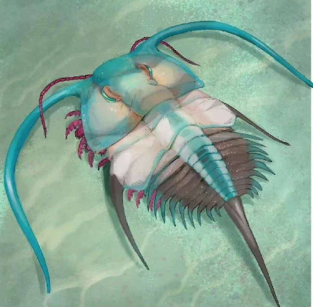 这是什么生物，有知道的吗
