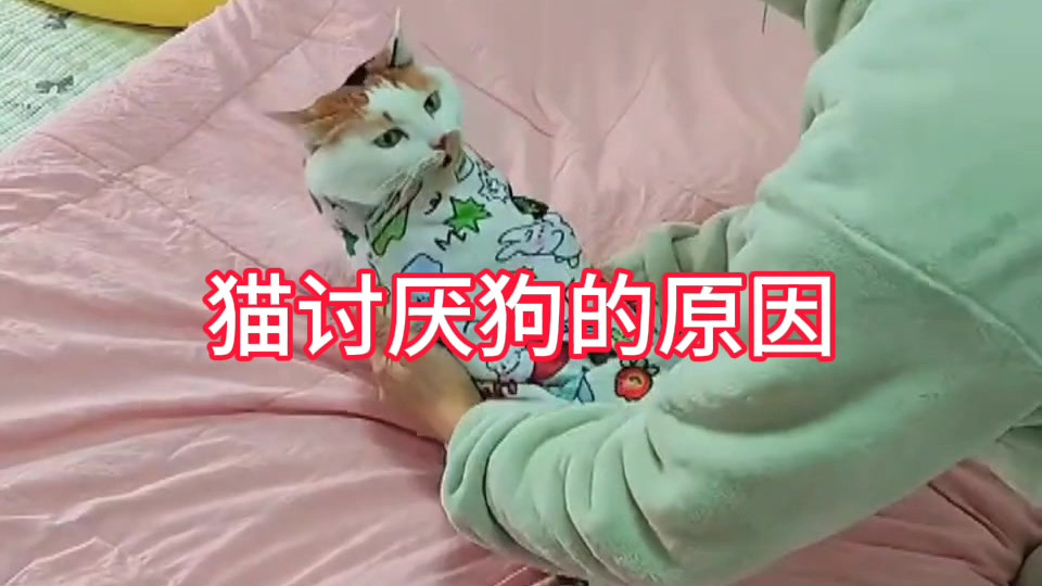 猫讨厌狗，那是有原因的！猫星人：我或许不是个人，可你是真的狗