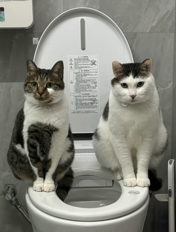 猫咪的奇葩行为