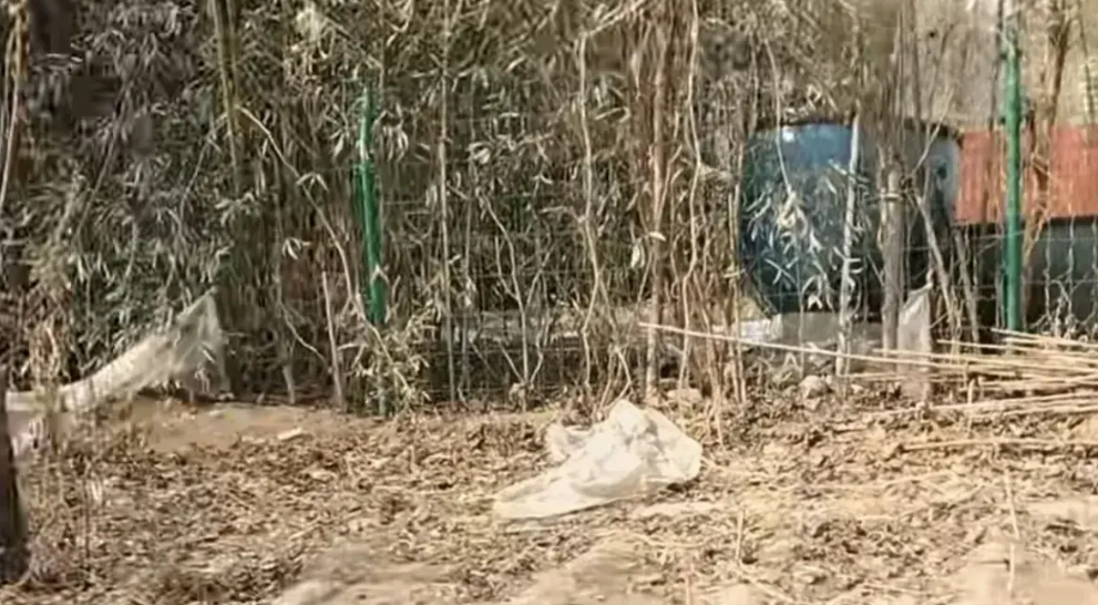 周海媚的豪宅荒废，有人说，如果有孩子就不一样了，这就是生孩子的意义。

生孩子的