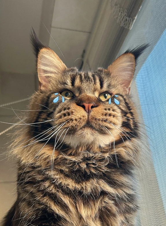偷吃蜂蜜的猫