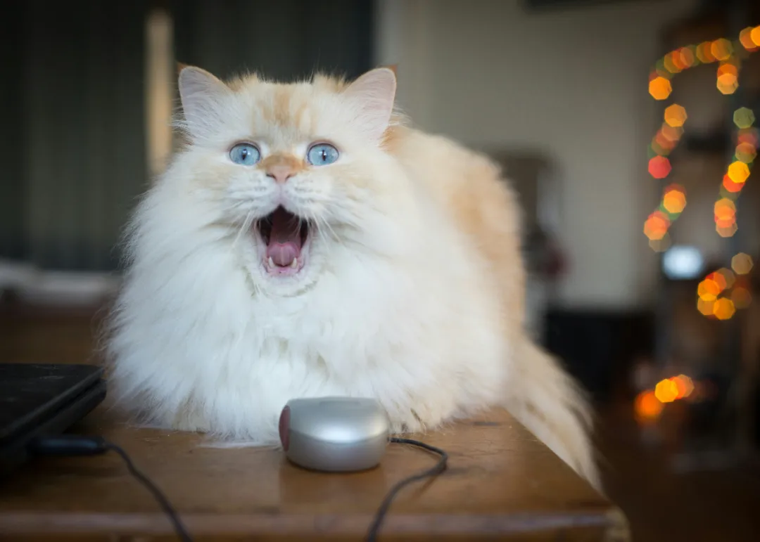 猫咪为什么只对人喵喵叫