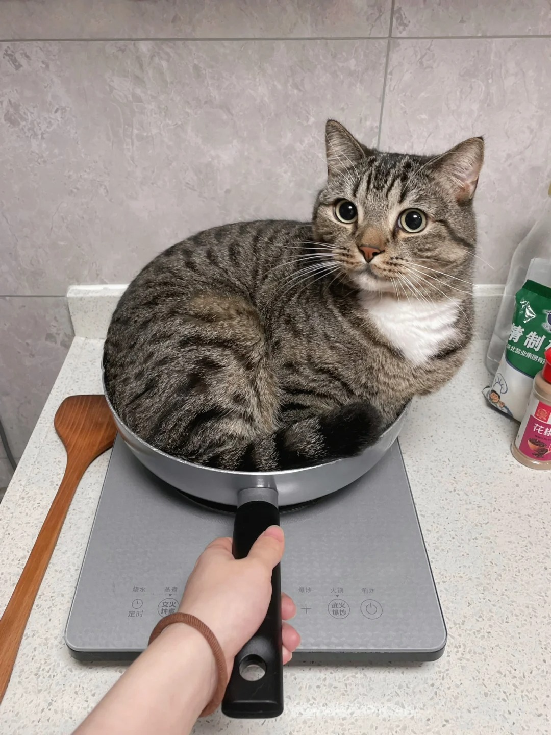 这就是贴心小猫吗？没饭了它就这样...
正在厨房忙活呢，一回头，我家猫给我上菜了