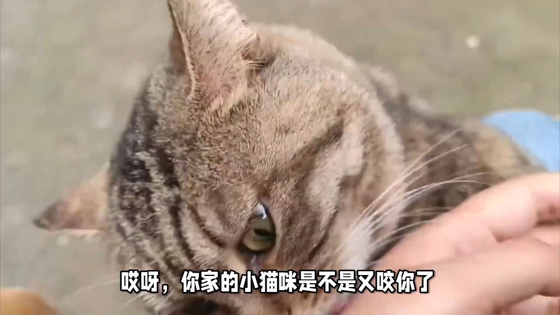 猫咪咬人困扰多？试试这些高招！告别猫咪咬人