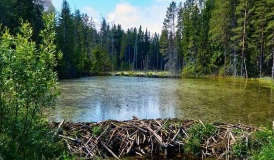 捷克一自然保护区的水坝工程拖了七年都没建成，结果一群河狸两天就搞定了！
这效率，