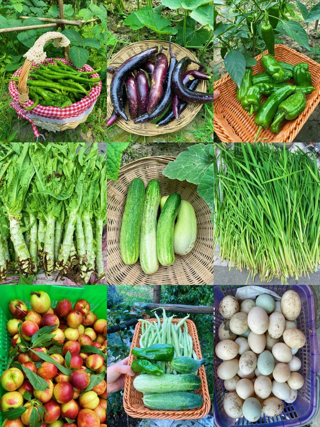 谁懂啊，小院的夏天真的很快乐呀～🥬🫑🍆🥒
新鲜的油桃🍑绿绿的莴笋
弯弯