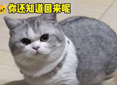 猫:没用!这招不好使