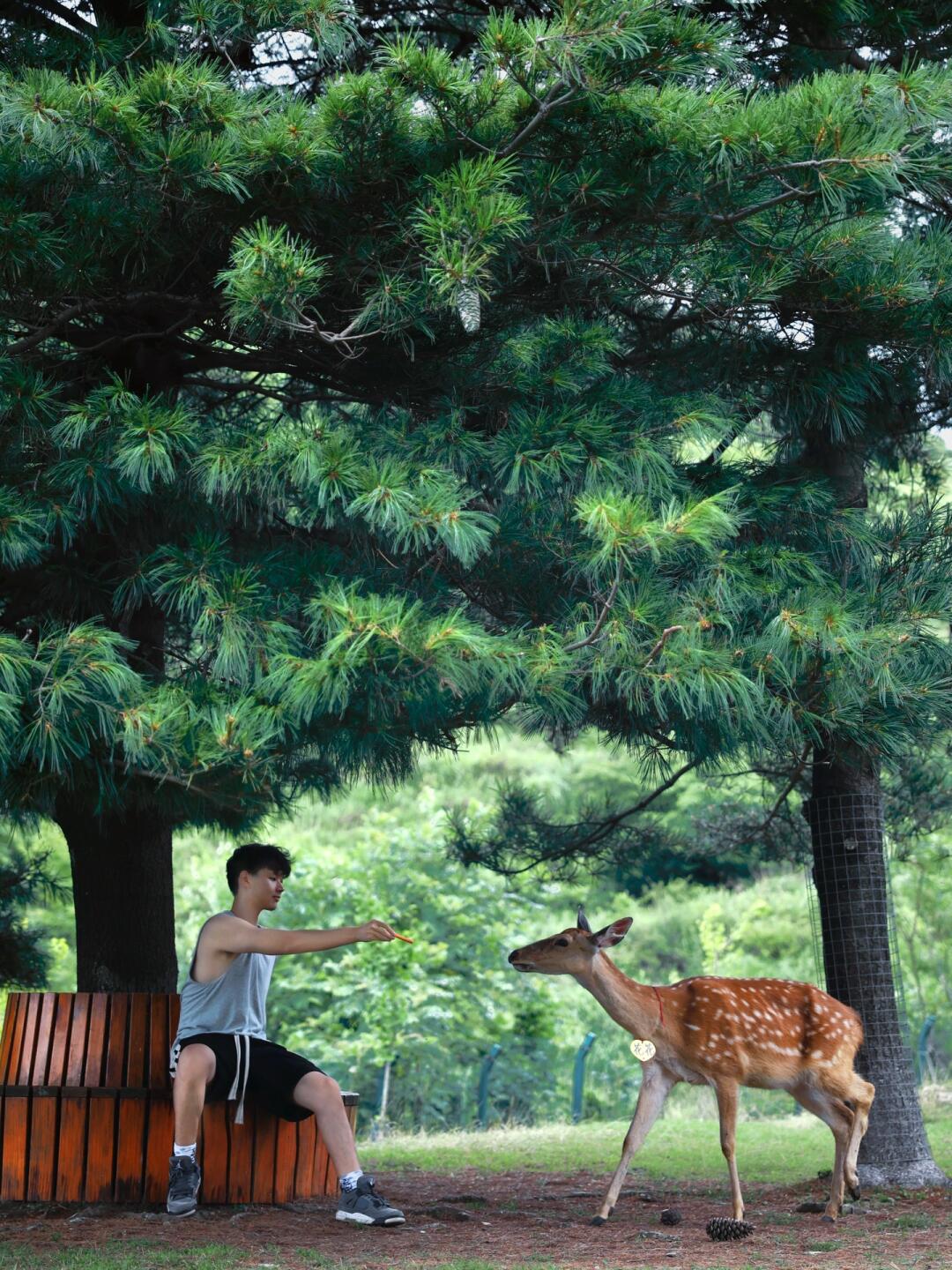 山楂树🌳下的高山草甸～