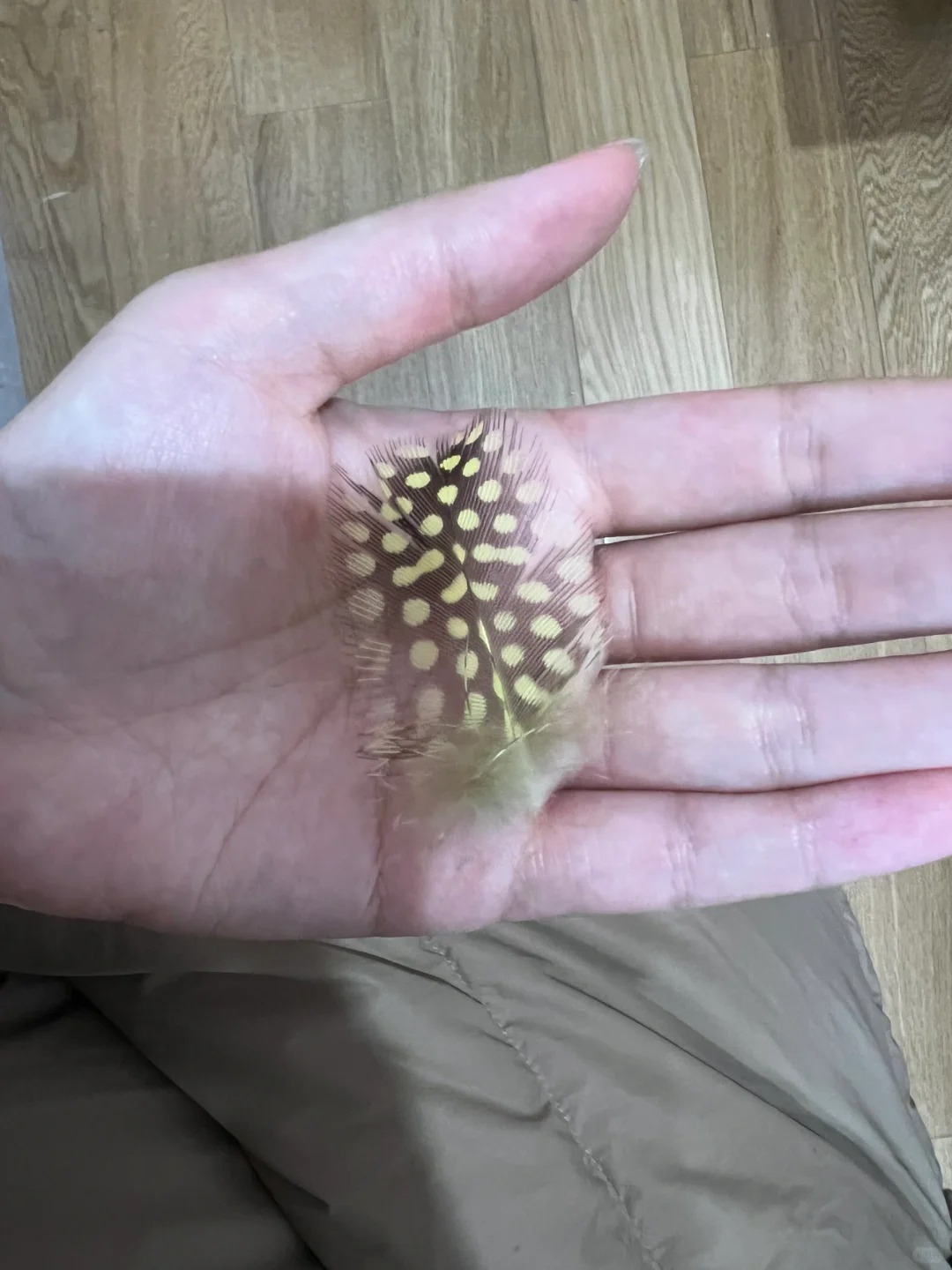 请问这是什么小鸟的羽毛
草地上捡的，没捡到过这么漂亮的羽毛有没有朋友知道这是什么