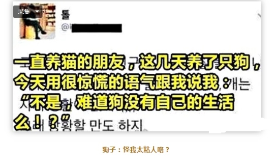 狗子：怪我太粘人？
