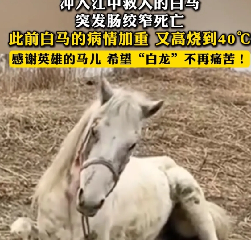 冲入江中救人的白马走了！不再痛苦了！马主人特别难过，但是他不后悔，如果再给他一次