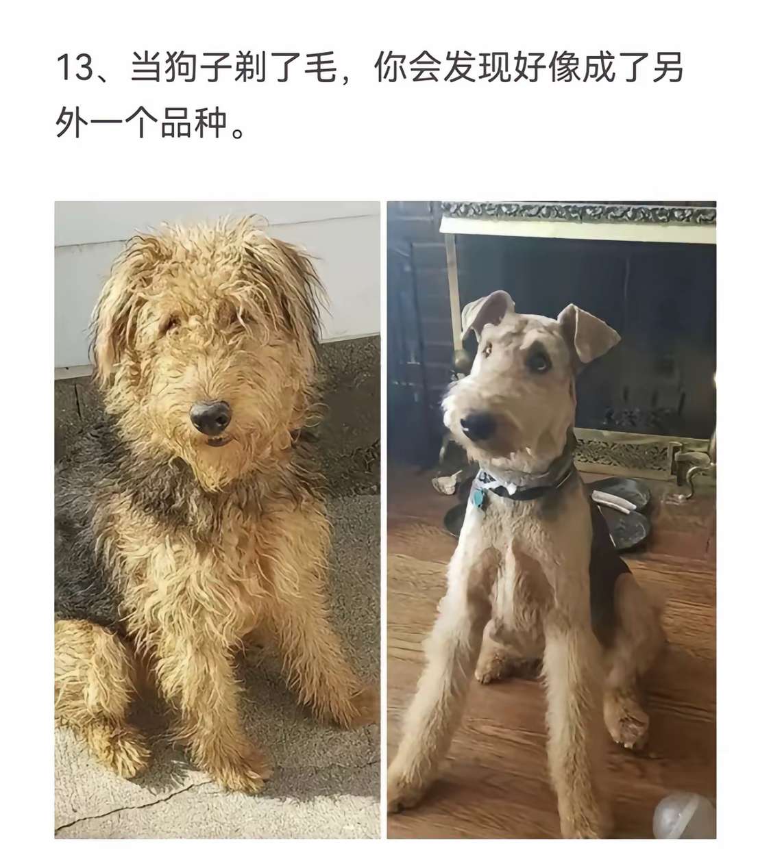 怎么变成另一种品种了？