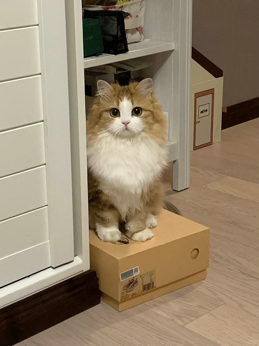 睡醒后看到宝宝这样盯着我…
你猜为什么小猫咪一转头就能对视

因为她一直在看着你