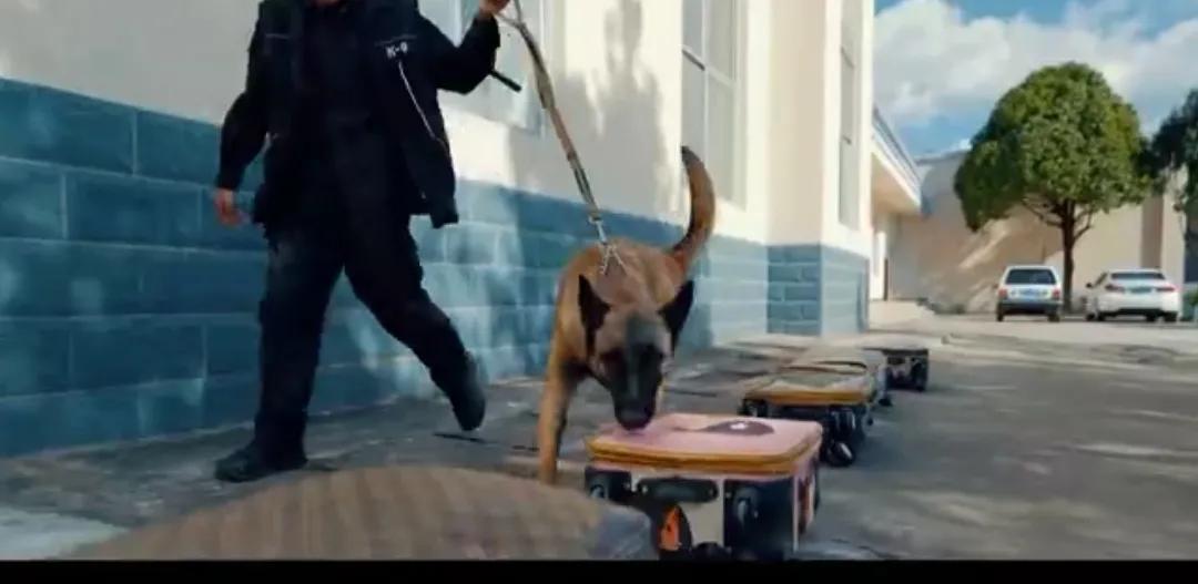 云南楚雄搜捕犬幺幺零，出生于2024年警察日前一天，今年才刚一周岁。
提起它的父