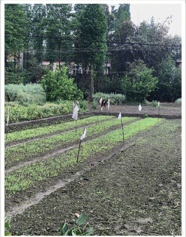 这真的是农村用来吓小鸟的吗 ​​​​