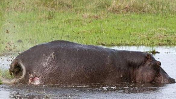 河马粪便有多恐怖？成千上万的鱼，每年都被河马拉的屎活活憋死