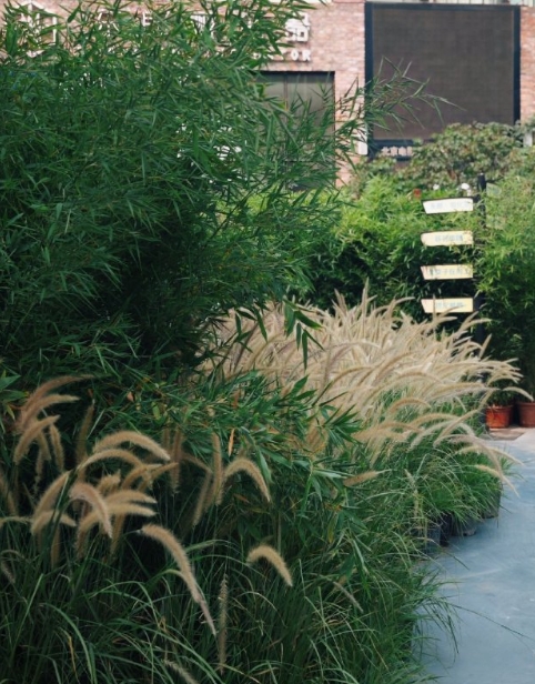 我到单位的第一件事（不是体制内）...

拿出手机拍照！

园区进了一批竹子！眼