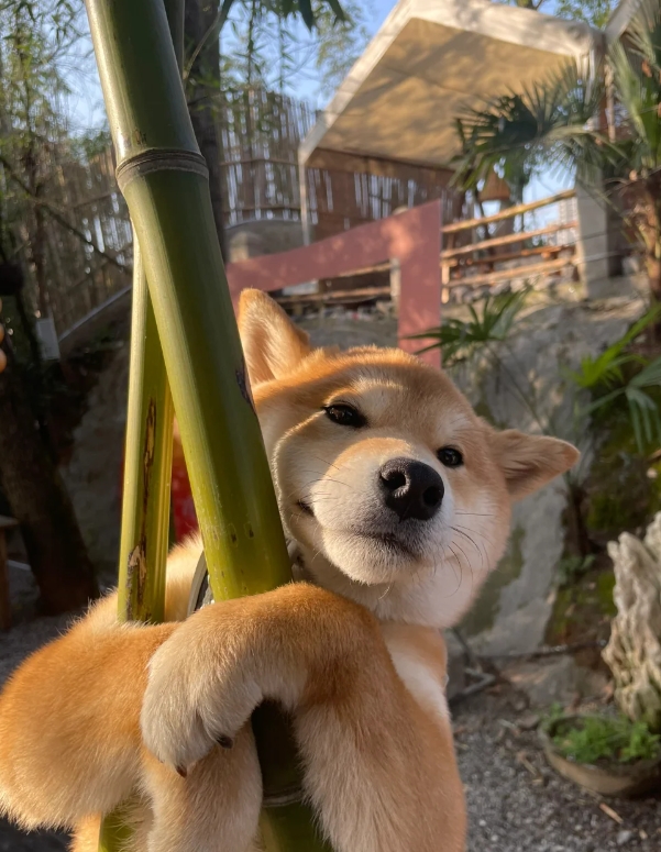 这狗子也忒聪明了吧！